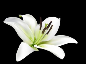 2f20c62db0c2464cb92e1d2669405769--white-lily-flower-white-lilies